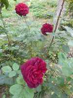 P1550741.webp