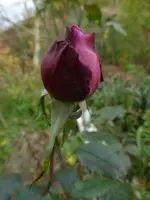 P1550648.webp