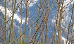 IMG_7343-a.webp