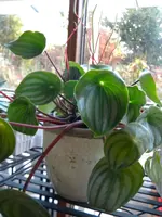 DSCN6625.webp