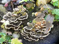 DSCN6549.webp