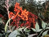 Bilda024.webp