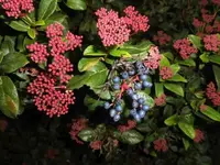 Bilda065.webp