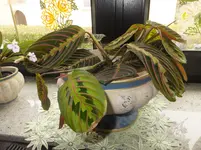 DSCF9133.webp