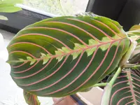 DSCF9134.webp