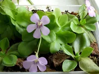 DSCF4010.webp