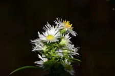 DSC_5306a.webp