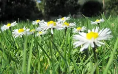 IMG_5007_1v.webp