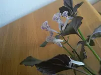 IMG_20151111_080721.webp