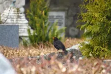IMG_7188-a.webp