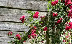 IMG_0005-1.webp