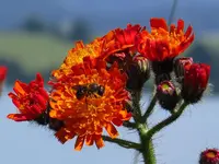 IMG_0575-a.webp