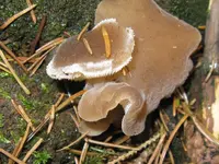 008_1024x768.webp