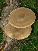 010_576x768.webp