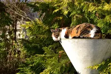 Blumenersatz_0002.webp