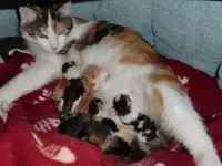 cat1.webp
