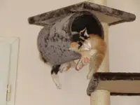 cat3.webp