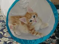 cat5.webp