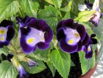 IMG_6522v.jpg