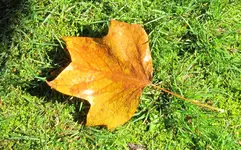 IMG_9511v.webp