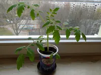 DSC00012.webp