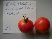 Tomaten 2015 225.webp
