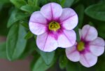DSC_5868.jpg