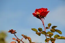 DSC_5714.webp