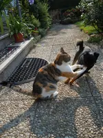 0005.webp