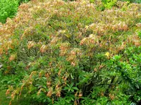 IMG_6960v.webp