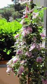 Clematis_14_03_ed.webp