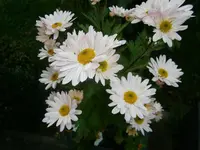 PB130864.webp