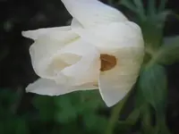 PB130865.webp