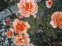 PB130866.webp