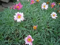 PB130871.webp