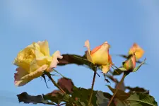 DSC_6294.webp