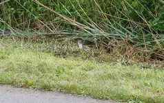 DSCN0291-1.webp
