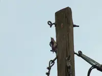 DSCF6018.webp