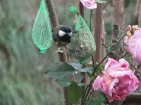 DSCF6037.webp