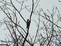 DSCF6076.webp