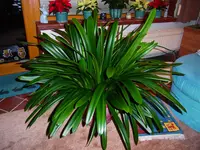 001.webp