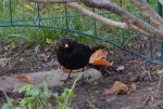 Amsel Jo_0001.jpg