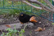 Amsel Jo_0001.webp