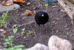 Amsel Jo_0002.JPG