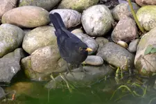 Amsel Jo_0003.webp