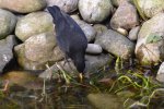 Amsel Jo_0004.jpg