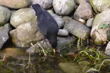 Amsel Jo_0004.webp