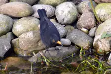 Amsel Jo_0005.webp