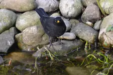 Amsel Jo_0006.webp