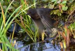 Amsel Jenny_0001.jpg